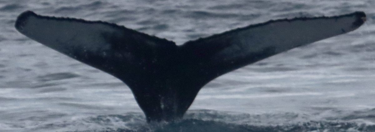 Fluke of HW-MN0104054