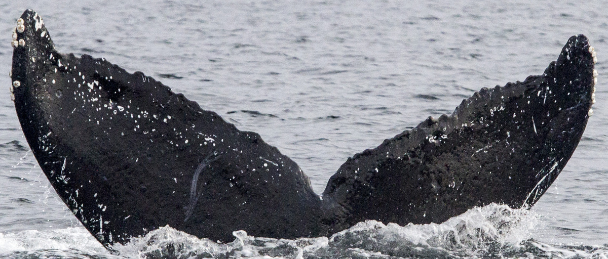 Fluke of Gregoriana (FS)