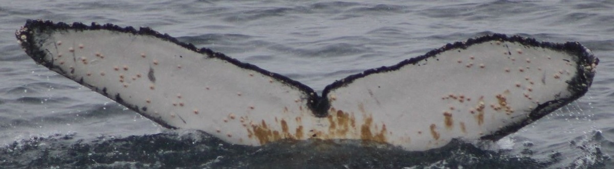 Fluke of HW-MN1306888