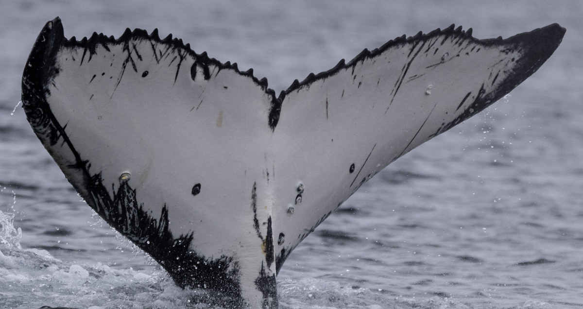 Fluke of Nickster (Antarctica)