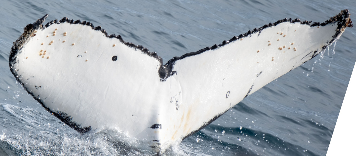 Fluke of HW-MN1306901