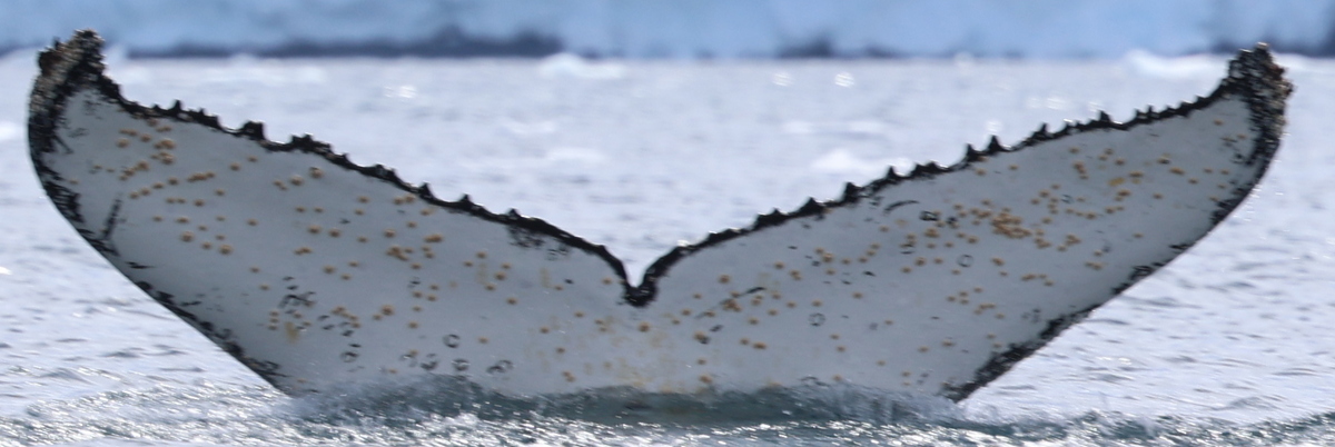 Fluke of Wanton (Antarctica)
