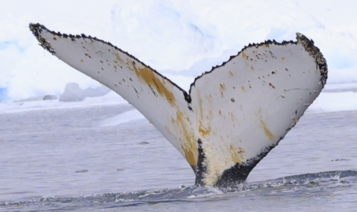 Fluke of HW-MN1306904