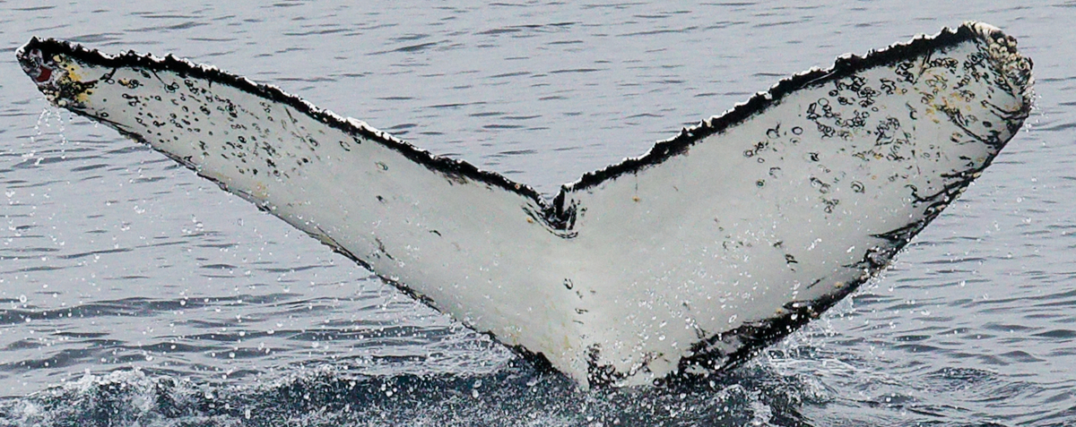 Fluke of HW-MN1306905