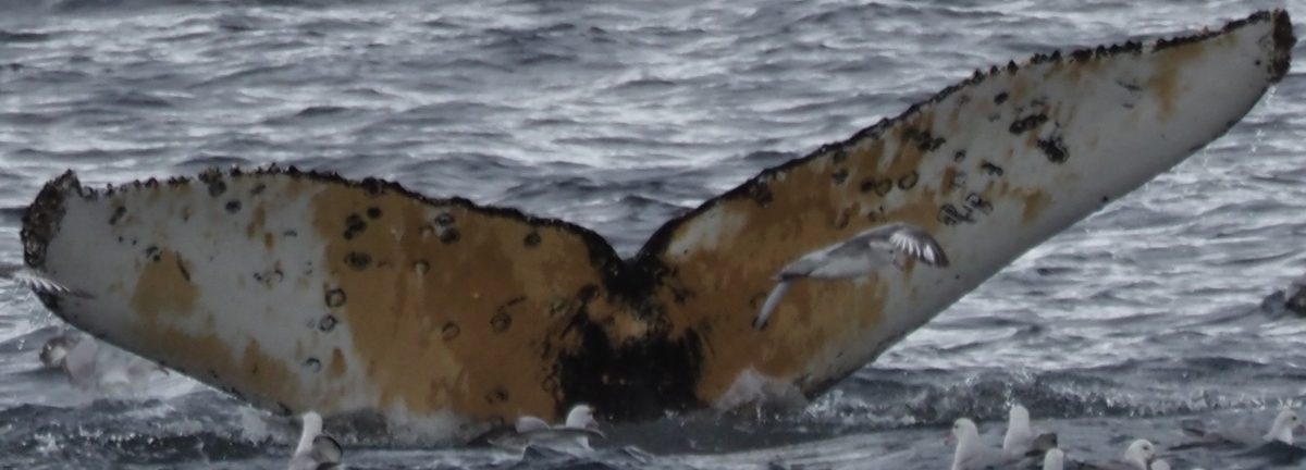 Fluke of HW-MN1306914
