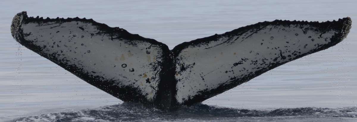 Fluke of HW-MN1306915