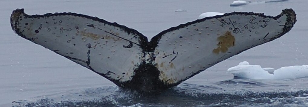 Fluke of HW-MN1306918
