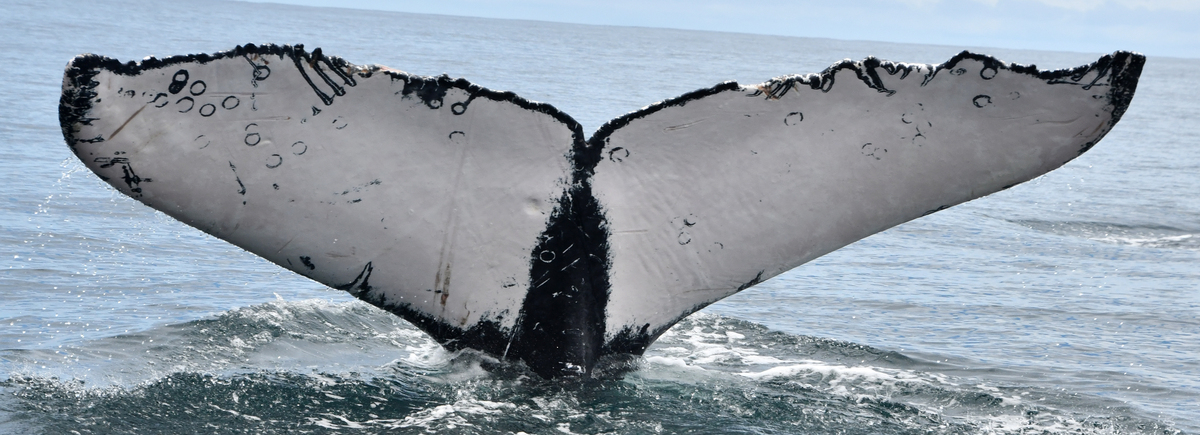Fluke of Howie (Colombia)