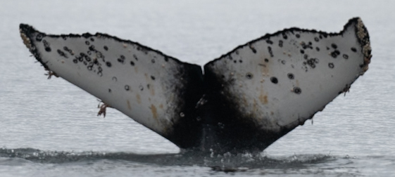 Fluke of HW-MN1306926