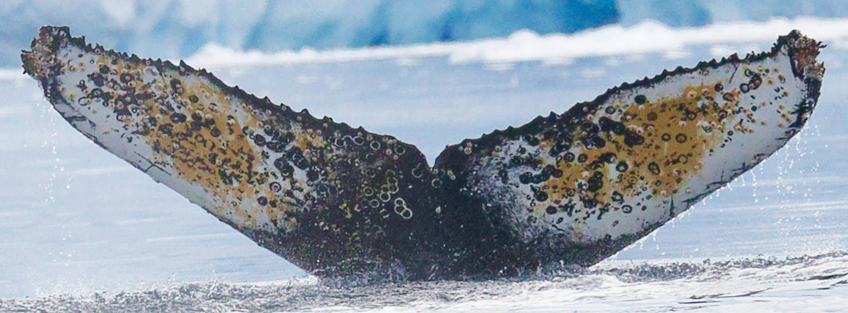 Fluke of Kettle (Antarctica)
