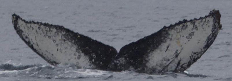 Fluke of HW-MN1306933