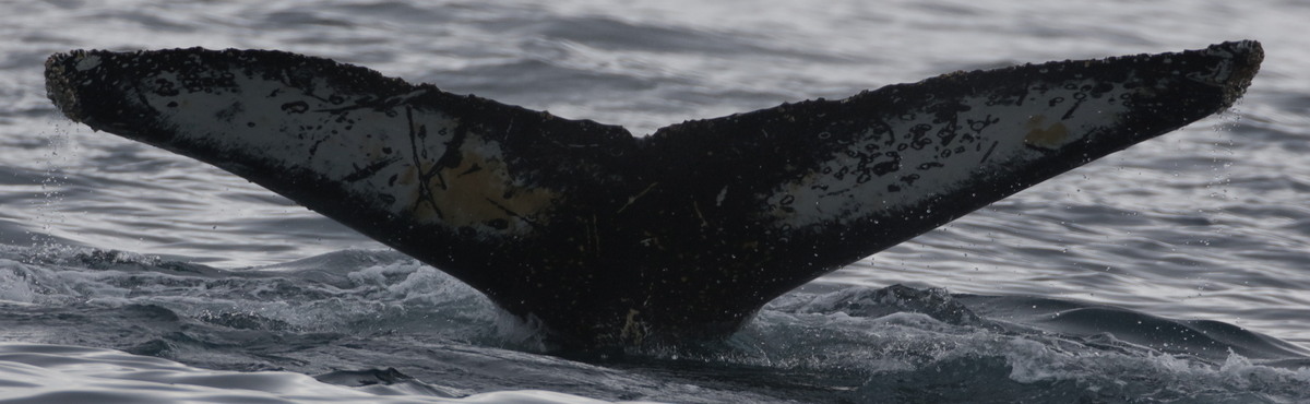 Fluke of HW-MN1306934