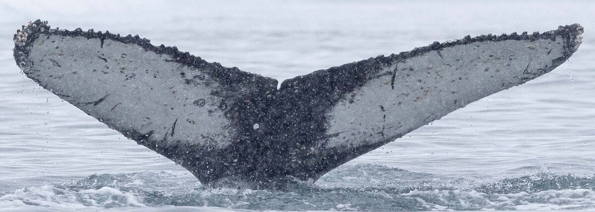 Fluke of Luna-Bob (Antarctica)