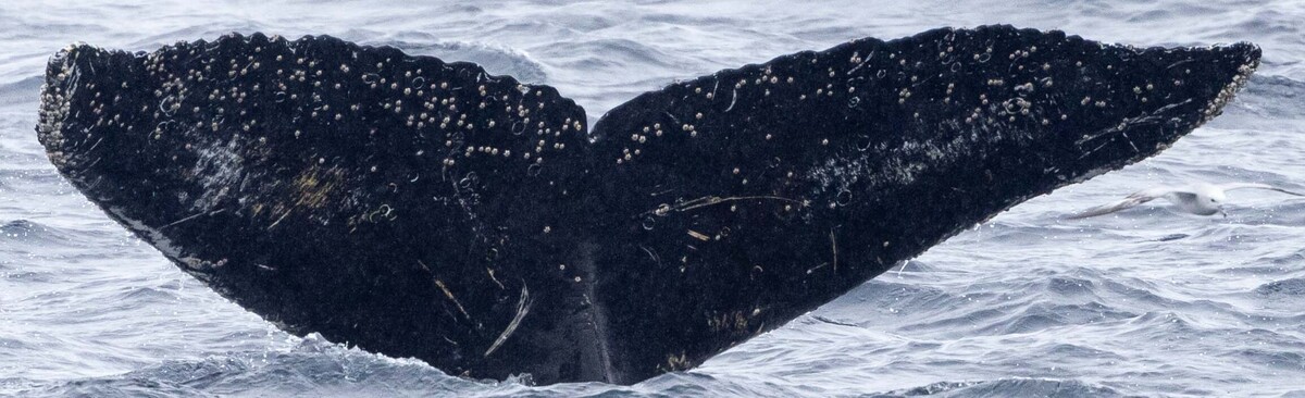 Fluke of HW-MN1306966