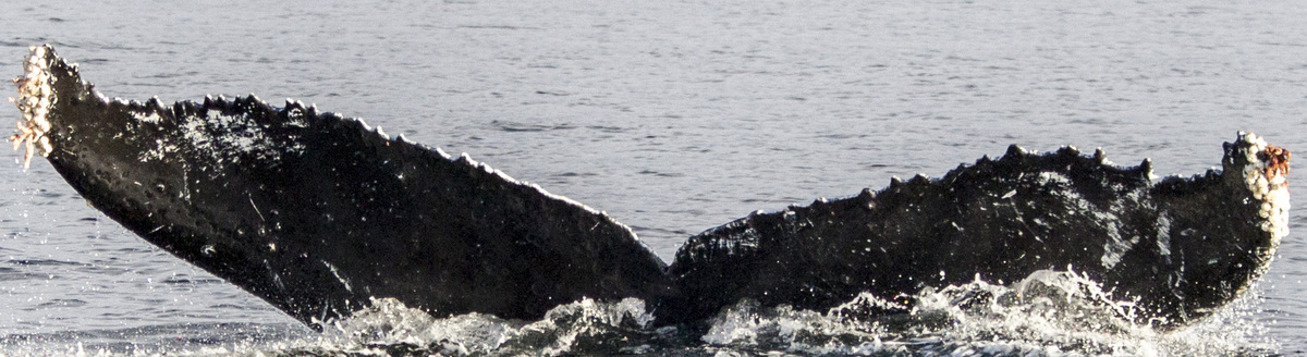 Fluke of BenJammin (FS)