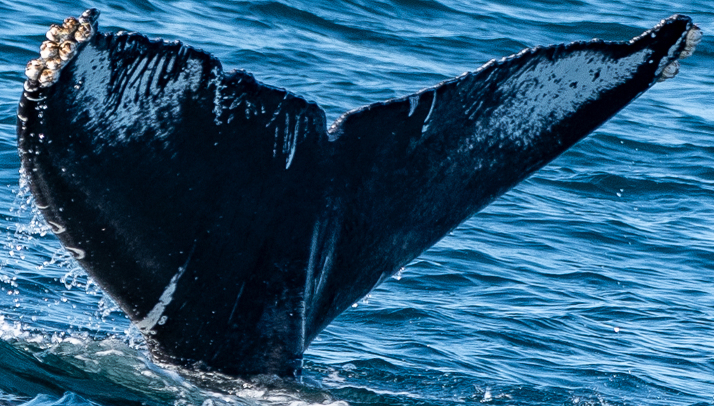 Fluke of HW-MN0503684