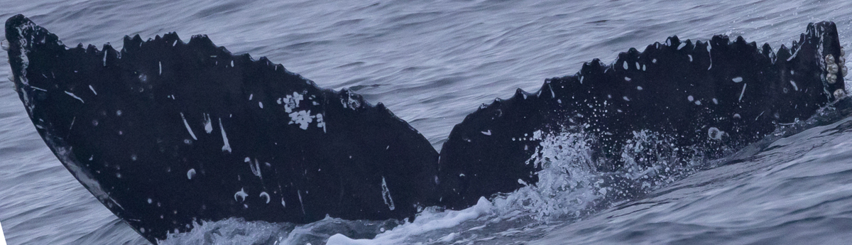 Fluke of HW-MN0503686