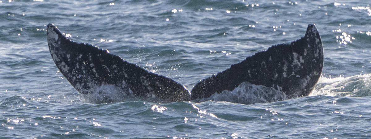 Fluke of HW-MN0503690