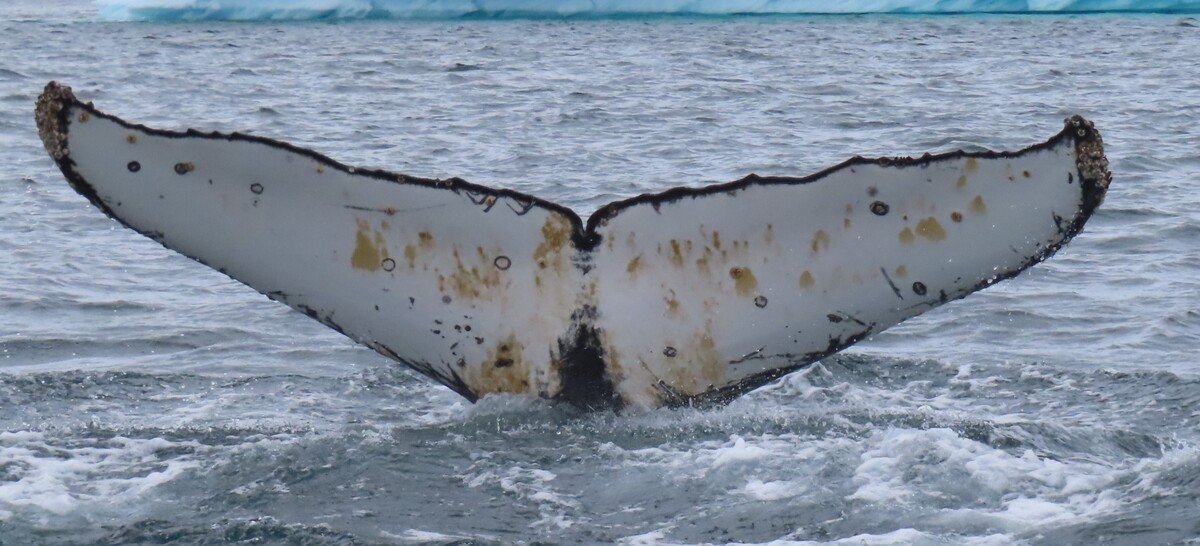 Fluke of SteveO (Antarctica)