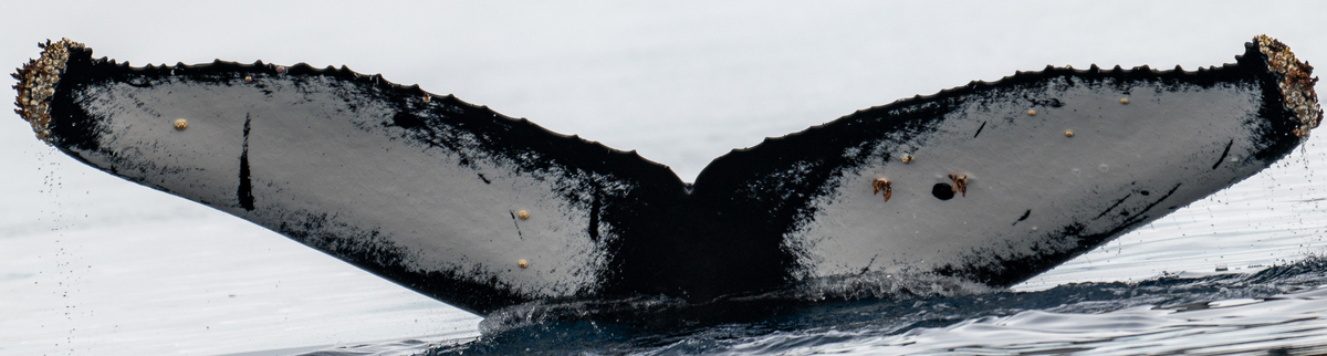 Fluke of HW-MN1306979