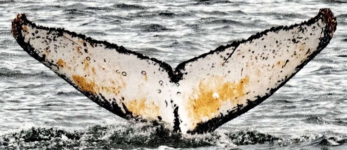 Fluke of HW-MN1306997