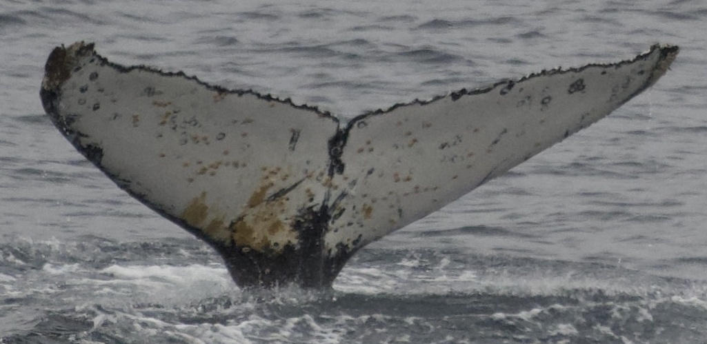 Fluke of HW-MN1307013