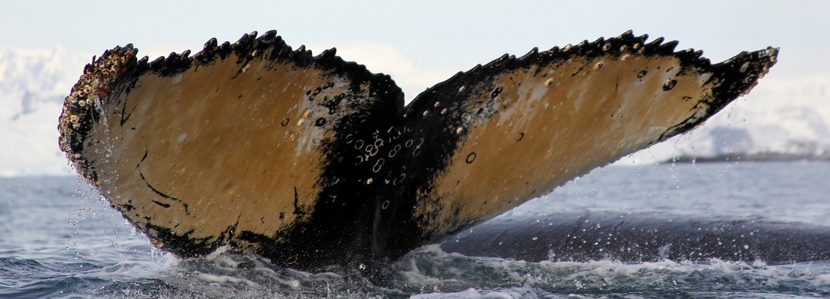 Fluke of HW-MN1307020