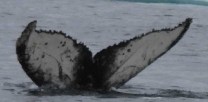 Fluke of HW-MN1307028