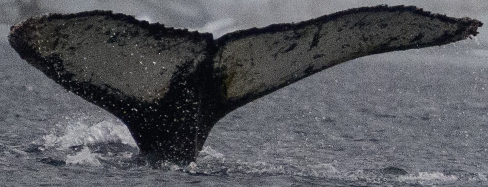 Fluke of Tethys (Antarctica)