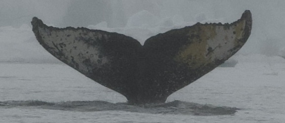 Fluke of HW-MN1307039
