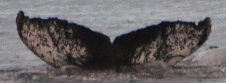Fluke of HW-MN1307041