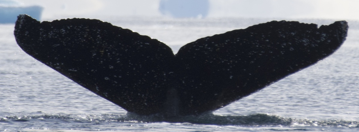 Fluke of HW-MN1307045
