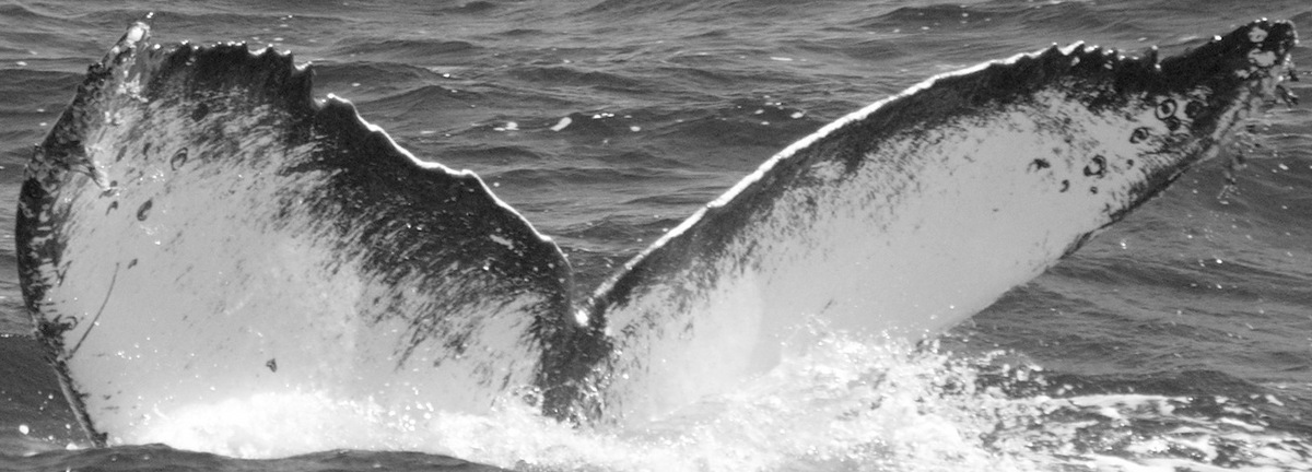 Fluke of CRC-10107