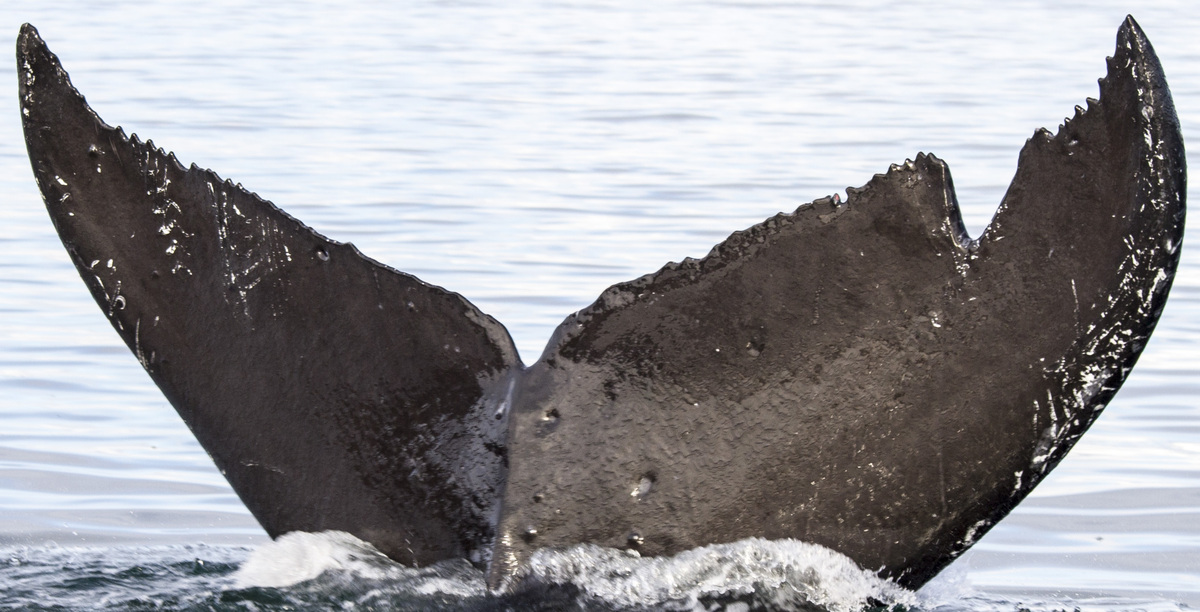 Fluke of Vader (British Columbia)