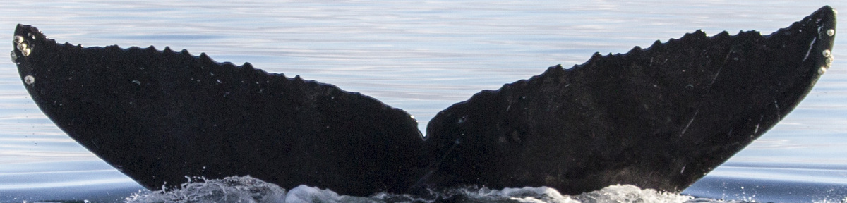 Fluke of LomiLomi (FS)