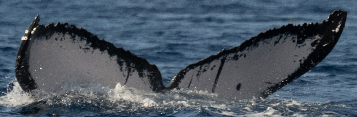 Fluke of HW-MN0444897