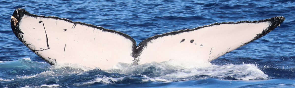 Fluke of HW-MN0444899