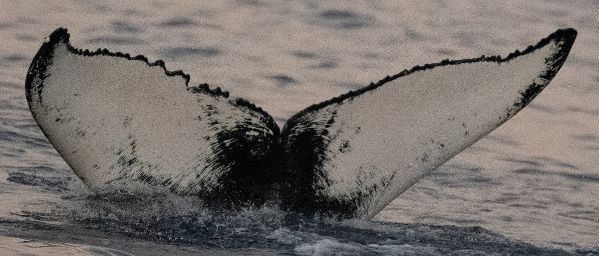 Fluke of HW-MN0444902