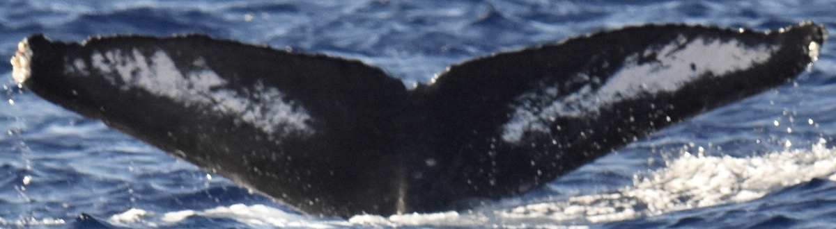 Fluke of SEAK-5658