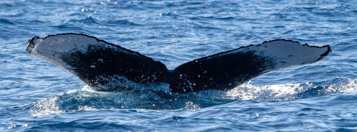 Fluke of HW-MN0444908