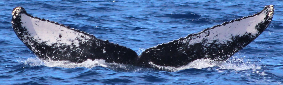 Fluke of HW-MN0444909