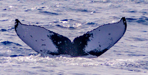 Fluke of HW-MN0444922