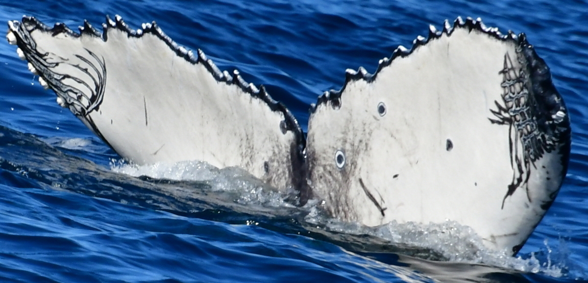 Fluke of HW-MN0524235
