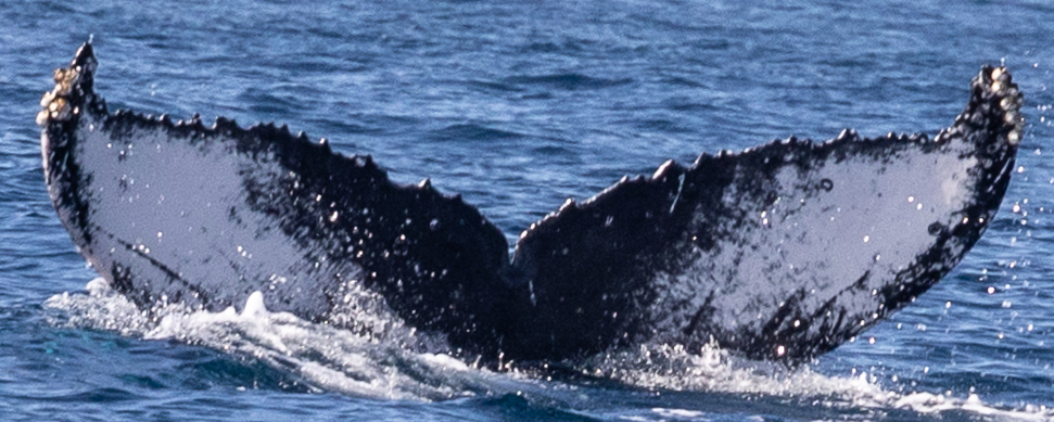 Fluke of HW-MN0524243
