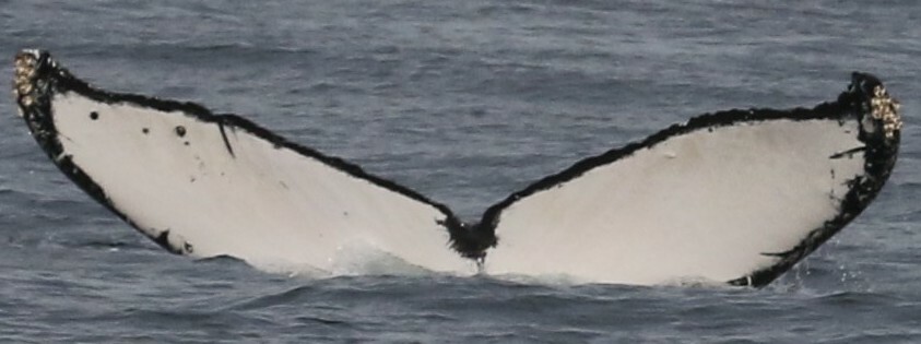 Fluke of CRC-16566