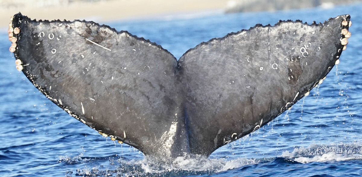 Fluke of HW-MN0524262