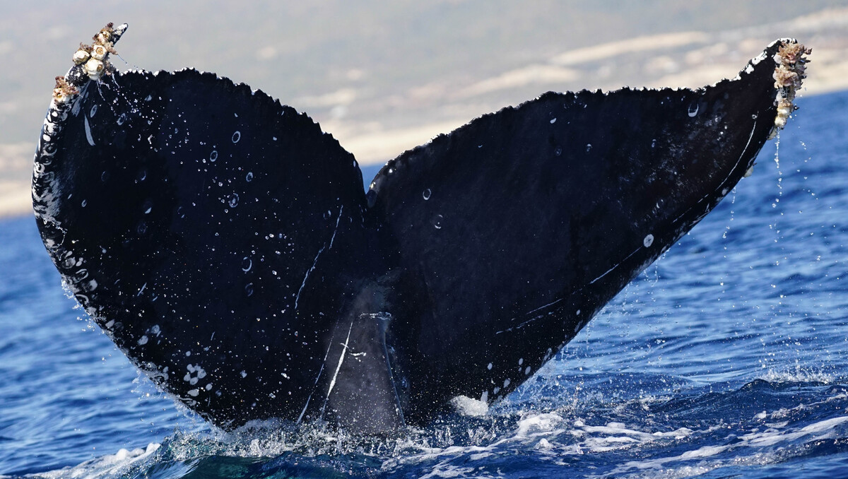 Fluke of HW-MN0524264