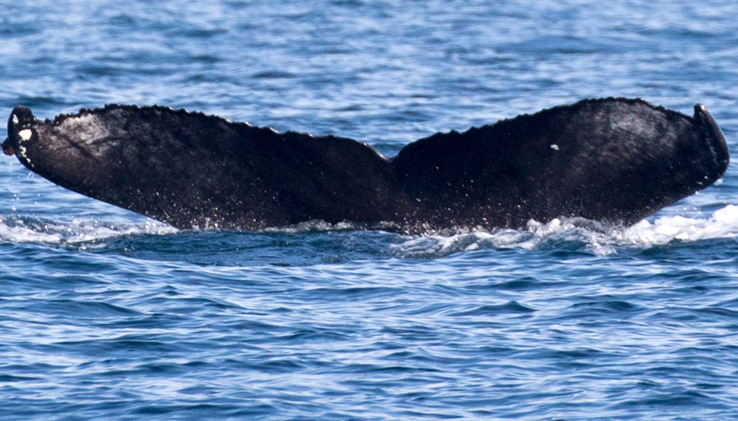 Fluke of CRC-17754
