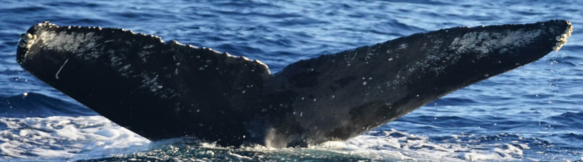 Fluke of HW-MN0524269