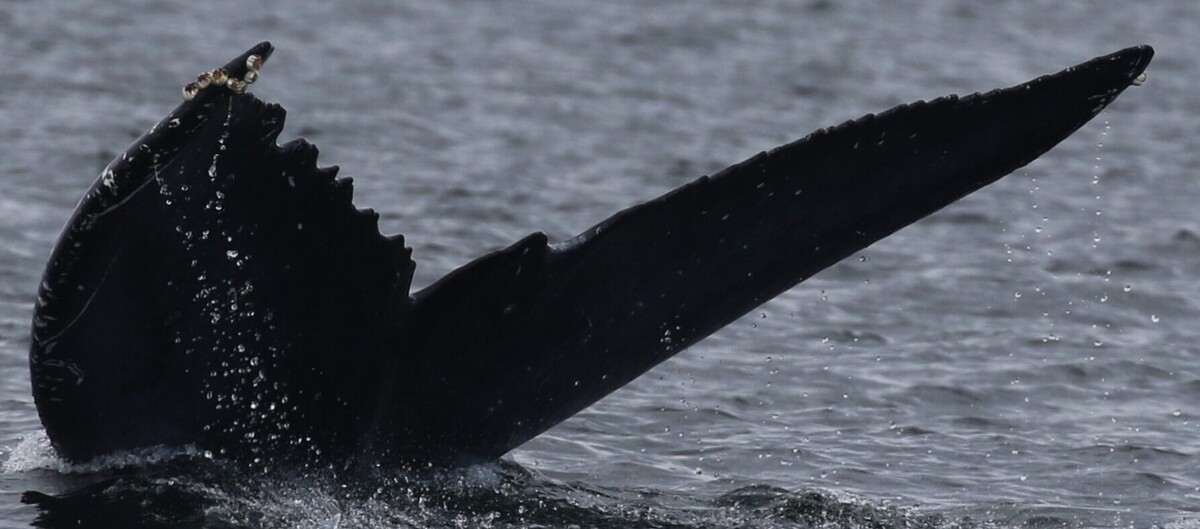 Fluke of BCX2515